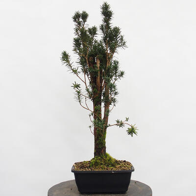 Vonkajší bonsai - Taxus cuspidata - Tis japonský - 2