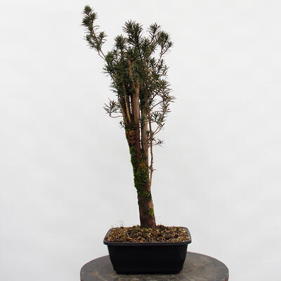 Vonkajší bonsai - Taxus cuspidata - Tis japonský - 2