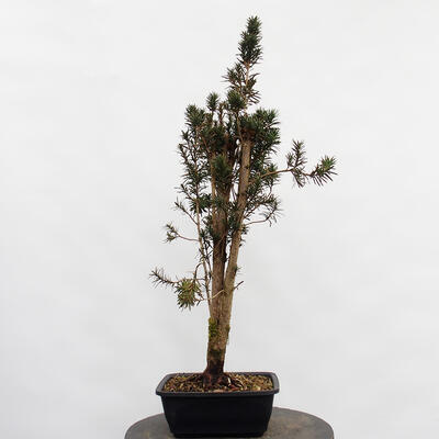 Vonkajší bonsai - Taxus cuspidata - Tis japonský - 2