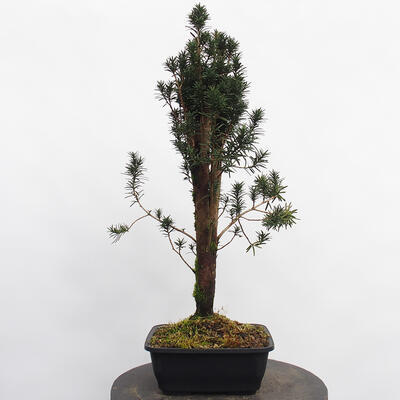 Vonkajší bonsai - Taxus cuspidata - Tis japonský - 2