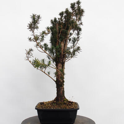 Vonkajší bonsai - Taxus cuspidata - Tis japonský - 2