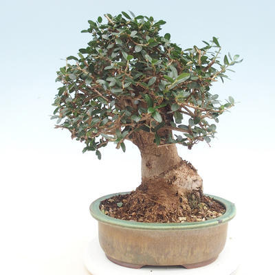 Izbová bonsai - Olea europaea sylvestris -Oliva evropská drobnolistá - 2