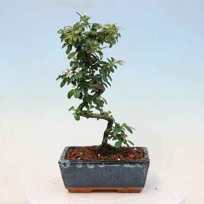 Vonkajší bonsai-Cotoneaster dammeri - Skalník Damerov - 2