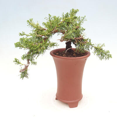 Vonkajší bonsai - Juniperus chinensis Kishu - Borievka čínska - 2