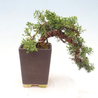 Vonkajší bonsai - Juniperus chinensis Kishu - Borievka čínska - 2