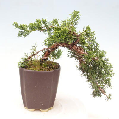Vonkajší bonsai - Juniperus chinensis Kishu - Borievka čínska - 2