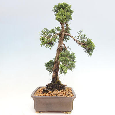 Vonkajšie bonsai - Juniperus chinensis Kishu -Jalovec čínsky - 2