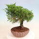 Vonkajší bonsai - Juniperus chinensis Itoigawa -Jalovec čínsky - 2/4