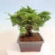 Vonkajší bonsai - Juniperus chinensis Itoigawa -Jalovec čínsky - 2/4