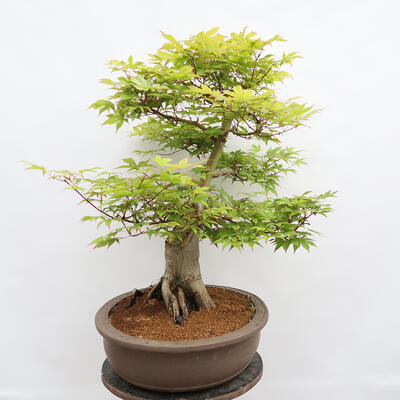 Vonkajší bonsai - Javor dlanitolistý - Acer palmatum - LEN PALETOVÁ PREPRAVA - 2