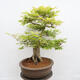 Vonkajší bonsai - Javor dlanitolistý - Acer palmatum - LEN PALETOVÁ PREPRAVA - 2/5