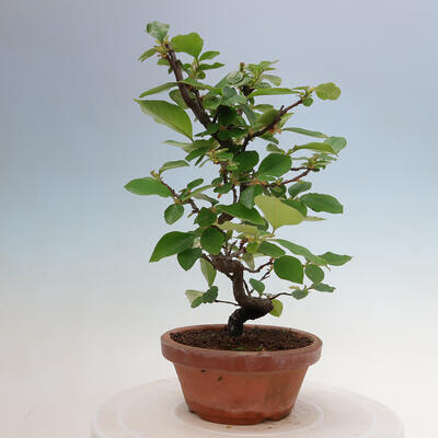 Vonkajšie bonsai - Pseudocydonia sinensis - Duloň čínska - 2