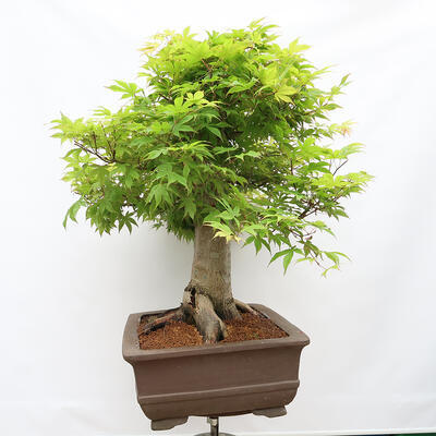 Vonkajší bonsai - Javor dlanitolistý - Acer palmatum - LEN PALETOVÁ PREPRAVA - 2