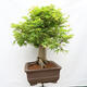 Vonkajší bonsai - Javor dlanitolistý - Acer palmatum - LEN PALETOVÁ PREPRAVA - 2/5