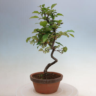 Vonkajšie bonsai - Pseudocydonia sinensis - Duloň čínska - 2