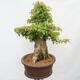 Vonkajší bonsai - Javor Burgerov - Acer Burgerianum - LEN PALETOVÁ PREPRAVA - 2/4