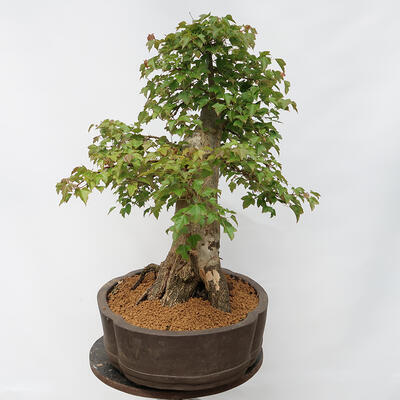 Vonkajší bonsai - Javor Burgerov - Acer Burgerianum - LEN PALETOVÁ PREPRAVA - 2