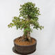 Vonkajší bonsai - Javor Burgerov - Acer Burgerianum - LEN PALETOVÁ PREPRAVA - 2/5