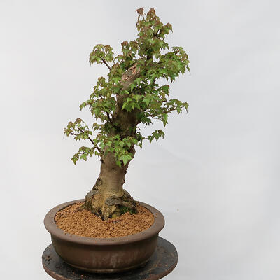 Vonkajší bonsai - Javor Burgerov - Acer Burgerianum - LEN PALETOVÁ PREPRAVA - 2