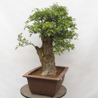 Vonkajší bonsai - Hloh - Crataegus monogyna - 2