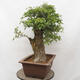 Vonkajší bonsai - Hloh - Crataegus monogyna - 2/6