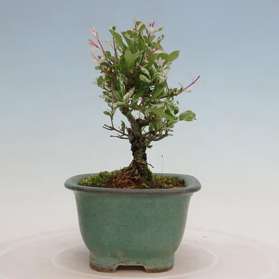 Vonkajší bonsai - Ligustrum obtusifolium - Vtáčí zob tupolistý - 2