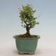 Vonkajší bonsai - Ligustrum obtusifolium - Vtáčí zob tupolistý - 2/5