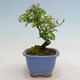 Vonkajší bonsai - Ligustrum obtusifolium - Vtáčí zob tupolistý - 2/5