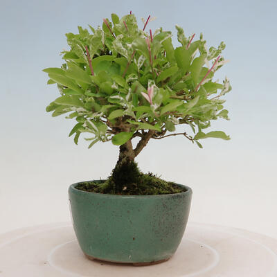 Vonkajší bonsai - Ligustrum obtusifolium - Vtáčí zob tupolistý - 2