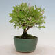 Vonkajší bonsai - Ligustrum obtusifolium - Vtáčí zob tupolistý - 2/5