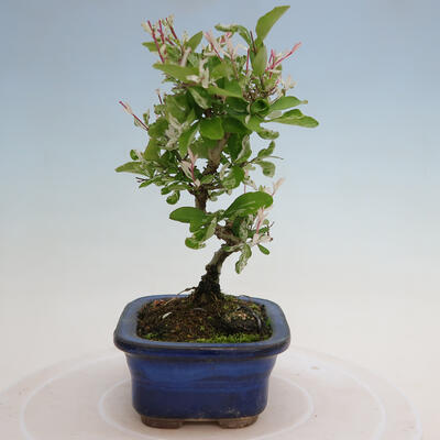 Vonkajší bonsai - Ligustrum obtusifolium - Vtáčí zob tupolistý - 2