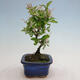 Vonkajší bonsai - Ligustrum obtusifolium - Vtáčí zob tupolistý - 2/5