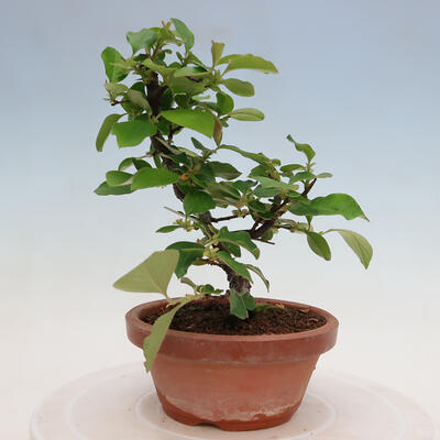 Vonkajšie bonsai - Pseudocydonia sinensis - Duloň čínska - 2