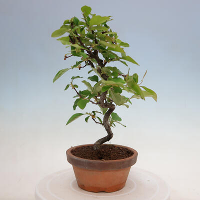 Vonkajšie bonsai - Pseudocydonia sinensis - Duloň čínska - 2