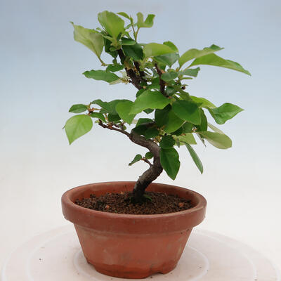 Vonkajšie bonsai - Pseudocydonia sinensis - Duloň čínska - 2