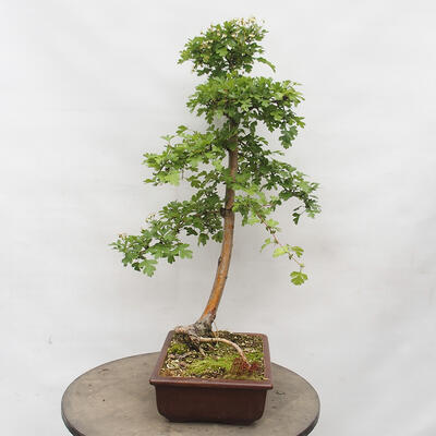 Vonkajší bonsai - Hloh - Crataegus monogyna - 2