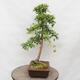 Vonkajší bonsai - Hloh - Crataegus monogyna - 2/6