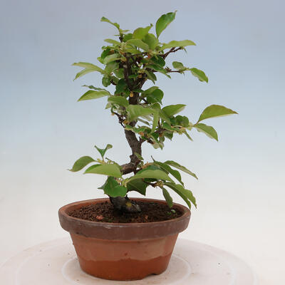 Vonkajšie bonsai - Pseudocydonia sinensis - Duloň čínska - 2