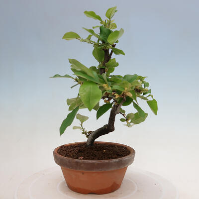 Vonkajšie bonsai - Pseudocydonia sinensis - Duloň čínska - 2