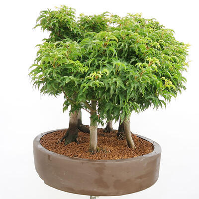 Vonkajší bonsai - Acer palmatum SHISHIGASHIRA- Javor malolistý-lesík - 2