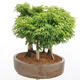 Vonkajší bonsai - Acer palmatum SHISHIGASHIRA- Javor malolistý-lesík - 2/4