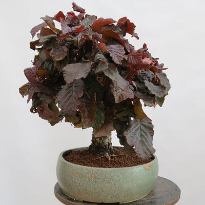 Vonkajší bonsai - Corylus Avellana Red Majestic - Lieska obyčajná - 2