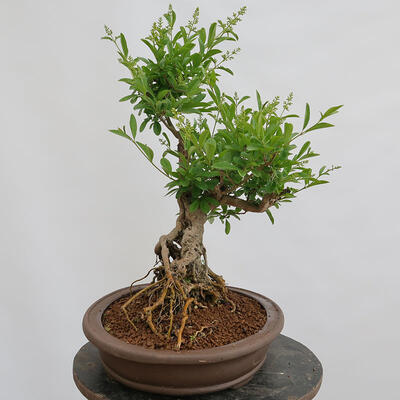 Vonkajší bonsai - Ligustrum vulgare - Vtáčí zob - 2