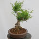 Vonkajší bonsai - Ligustrum vulgare - Vtáčí zob - 2/4