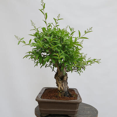 Vonkajší bonsai - Ligustrum vulgare - Vtáčí zob - 2