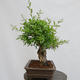 Vonkajší bonsai - Ligustrum vulgare - Vtáčí zob - 2/4