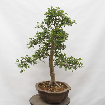 Vonkajší bonsai - Hloh - Crataegus monogyna - 2