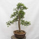 Vonkajší bonsai - Hloh - Crataegus monogyna - 2/5