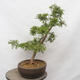 Vonkajší bonsai - Hloh - Crataegus monogyna - 2/5