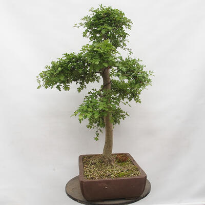 Vonkajší bonsai - Hloh - Crataegus monogyna - 2